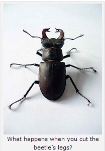 ET beetle
